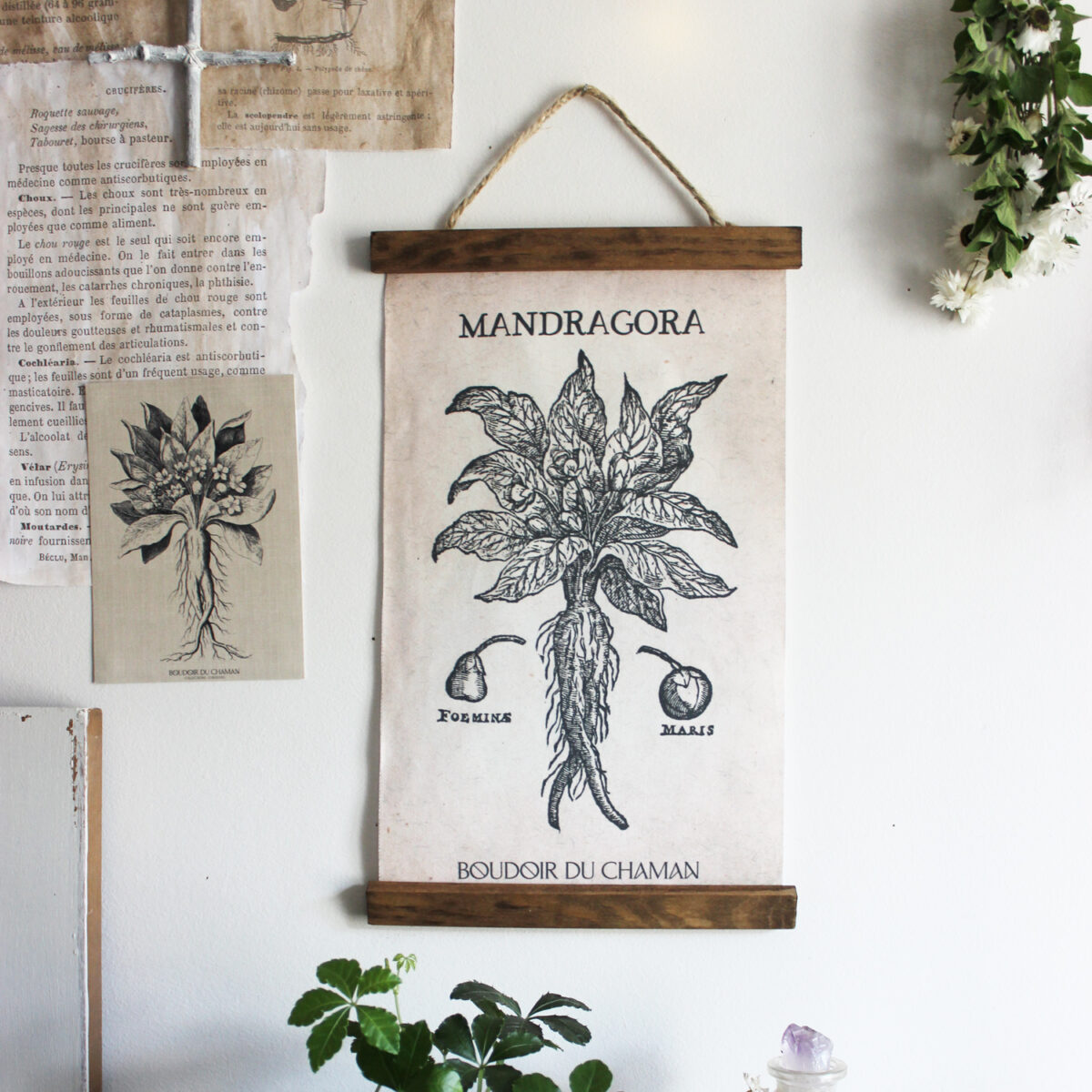 la Tenture Mandragora. illustration vintage botanique – Image 3
