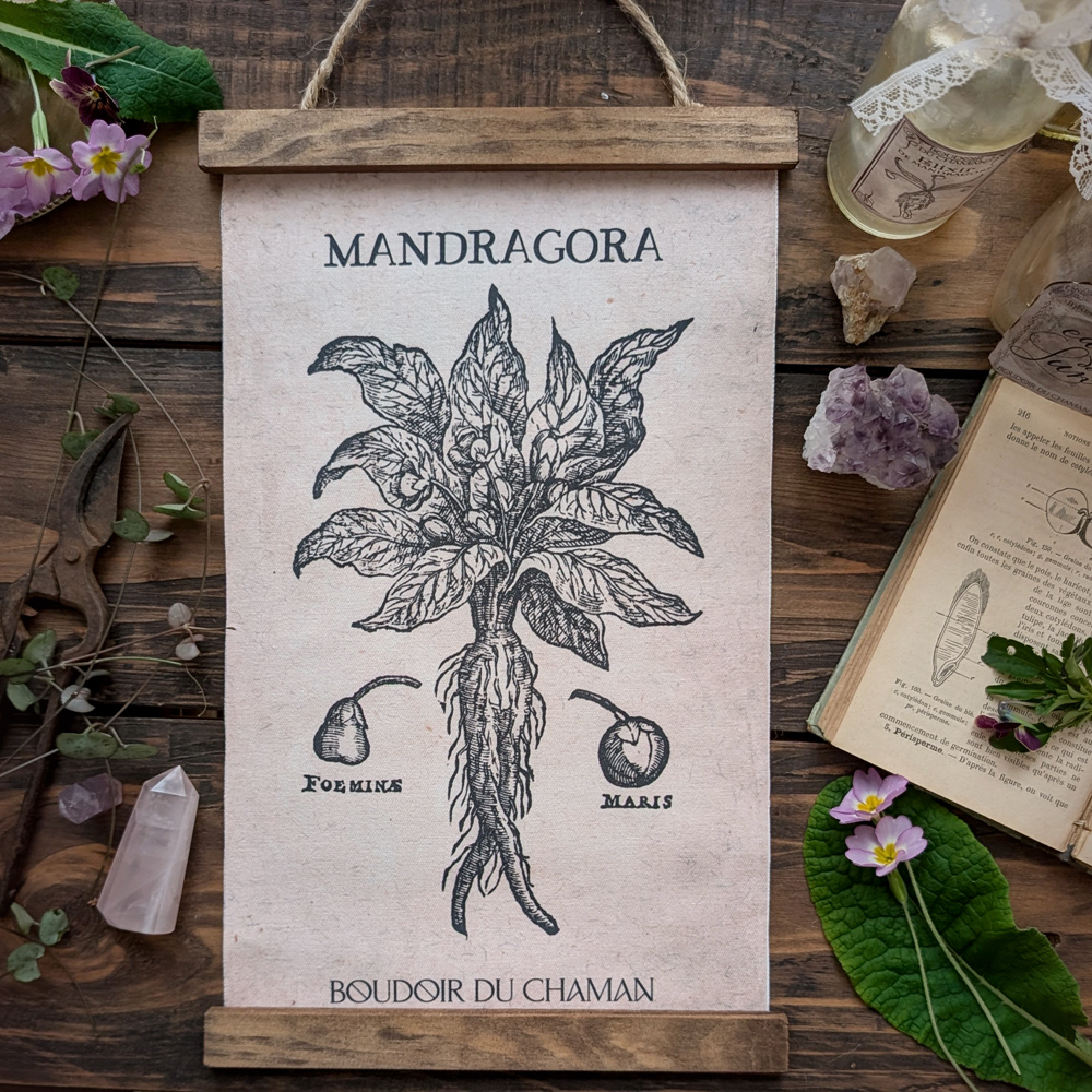 la Tenture Mandragora. illustration vintage botanique