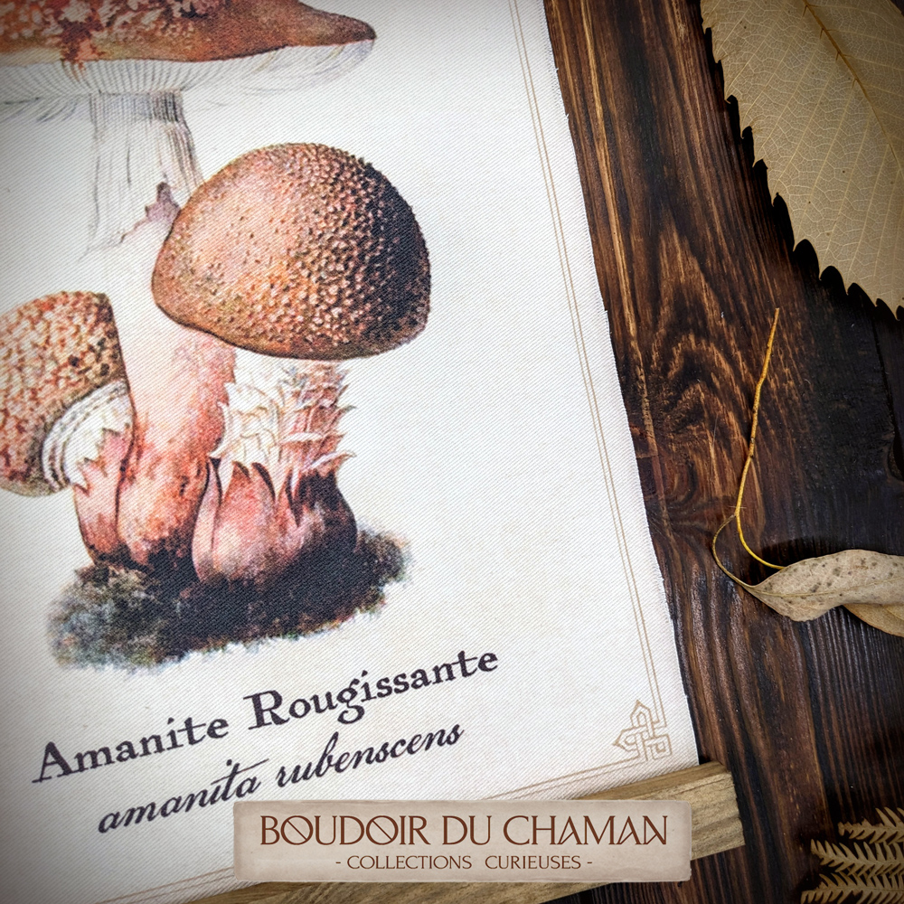 tenture amanite rougissante bois3