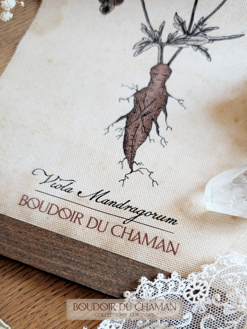 la tenture mandragore Hybride de Pensée . illustration originale – Image 6